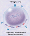 薬物療法：HIV 治療薬と日和見感染症治療薬の相互作用