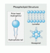 医学の進歩：抗リン脂質症候群