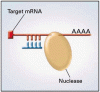 Clinical Implications of Basic Research：RNA 干渉と HIV