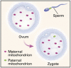 短報：父親由来のミトコンドリア DNA