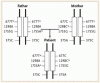 亜酸化窒素と MTHFR 欠損症