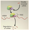 抑制性 RNA と肝疾患