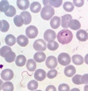 三日熱マラリア原虫の in vitro での鞭毛放出