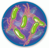 Helicobacter pylori 感染