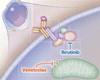 慢性リンパ性白血病の転帰を改善させる