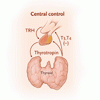 甲状腺に対する薬剤の影響