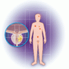 転移性前立腺癌の転帰を改善する