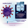 ARB，ACE 阻害薬，Covid-19 のリスク