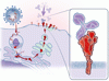 より高齢の成人における Covid-19 のmRNA ワクチン