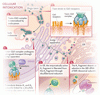 STEC と溶血性尿毒症症候群