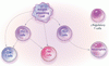 ベーチェット症候群